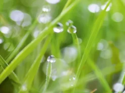 Sale Spritzschutz-Rückwand WandArt easy 80 cm x 58,5 cm Grass (D4002P BRIL) FSC®