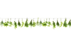 Spritzschutz-Rückwand WandArt easy 120 x 58,5 cm Herbs Line (D3106P BRIL) FSC®< Herde|Küchenrückwände