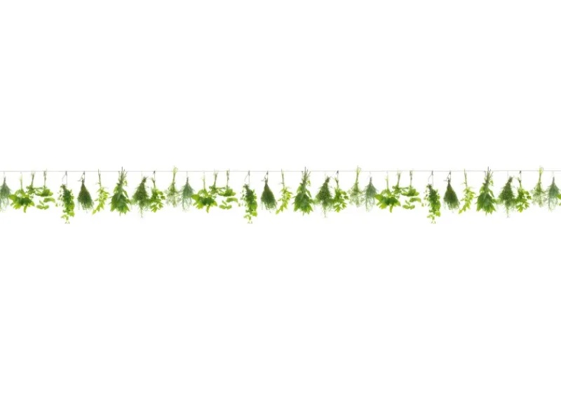 Spritzschutz-Rückwand WandArt easy 200 x 58,5 cm Herbs Line (D3106P BRIL) FSC®< Herde|Küchenrückwände