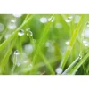 Best Spritzschutz-Rückwand WandArt easy 120 cm x 58,5 cm Grass (D4002P BRIL) FSC®