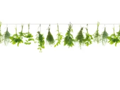Herde|Küchenrückwände<Spritzschutz-Rückwand WandArt easy 80 cm x 58,5 cm Herbs Line (D3106P BRIL) FSC®