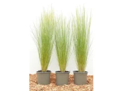 Stipa Tenuissima Ponytails Zartes Federgras Ca. 9x9 cm Topf< Töpfe