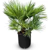 Outlet Sunny-Tree Chamaerops Humilis - Europäische Zwergpalme - Immergrüne winterharte Palme - 80 cm hoch inklusive Topf