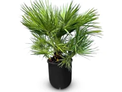 Outlet Sunny-Tree Chamaerops Humilis - Europäische Zwergpalme - Immergrüne winterharte Palme - 80 cm hoch inklusive Topf