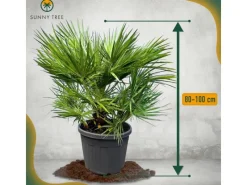 Outlet Sunny-Tree Chamaerops Humilis - Europäische Zwergpalme - Immergrüne winterharte Palme - 80 cm hoch inklusive Topf