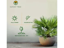 Outlet Sunny-Tree Chamaerops Humilis - Europäische Zwergpalme - Immergrüne winterharte Palme - 80 cm hoch inklusive Topf