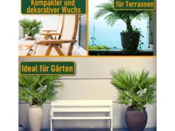 Outlet Sunny-Tree Chamaerops Humilis - Europäische Zwergpalme - Immergrüne winterharte Palme - 80 cm hoch inklusive Topf