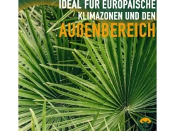 Outlet Sunny-Tree Chamaerops Humilis - Europäische Zwergpalme - Immergrüne winterharte Palme - 80 cm hoch inklusive Topf