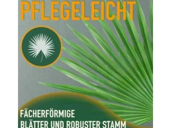 Outlet Sunny-Tree Chamaerops Humilis - Europäische Zwergpalme - Immergrüne winterharte Palme - 80 cm hoch inklusive Topf