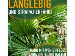 Outlet Sunny-Tree Chamaerops Humilis - Europäische Zwergpalme - Immergrüne winterharte Palme - 80 cm hoch inklusive Topf