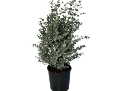 Töpfe<Sunny-Tree Eucalyptus Gunnii 'Azura' 90 cm Winterhart