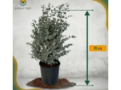 Töpfe<Sunny-Tree Eucalyptus Gunnii 'Azura' 90 cm  Winterhart