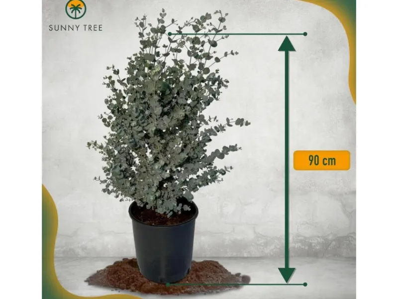 Töpfe<Sunny-Tree Eucalyptus Gunnii 'Azura' 90 cm Winterhart