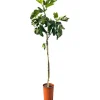 Töpfe<Sunny-Tree Feigenbaum Obstbaum Ficus Carica mit Süße Essbare Feige 160 cm Winterhart bis -18