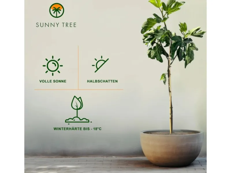 Töpfe<Sunny-Tree Feigenbaum Obstbaum Ficus Carica mit Süße Essbare Feige 160 cm Winterhart bis -18