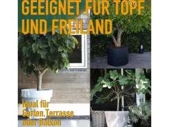 Töpfe<Sunny-Tree Feigenbaum Obstbaum Ficus Carica mit Süße Essbare Feige 160 cm Winterhart bis -18