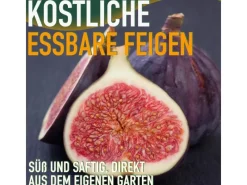 Töpfe<Sunny-Tree Feigenbaum Obstbaum Ficus Carica mit Süße Essbare Feige 160 cm Winterhart bis -18