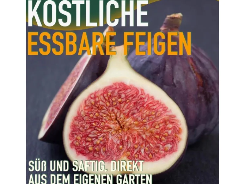 Töpfe<Sunny-Tree Feigenbaum Obstbaum Ficus Carica mit Süße Essbare Feige 160 cm Winterhart bis -18