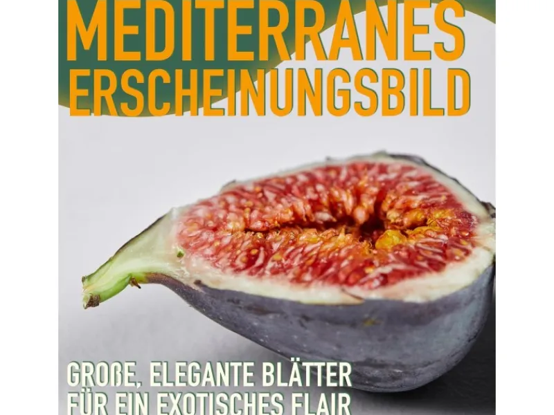 Töpfe<Sunny-Tree Feigenbaum Obstbaum Ficus Carica mit Süße Essbare Feige 160 cm Winterhart bis -18