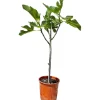 Töpfe<Sunny-Tree Feigenbaum Obstbaum Ficus Carica mit Süße Essbare Feige 100 cm Winterhart bis -18