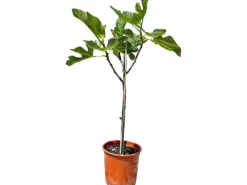 Töpfe<Sunny-Tree Feigenbaum Obstbaum Ficus Carica mit Süße Essbare Feige 100 cm Winterhart bis -18