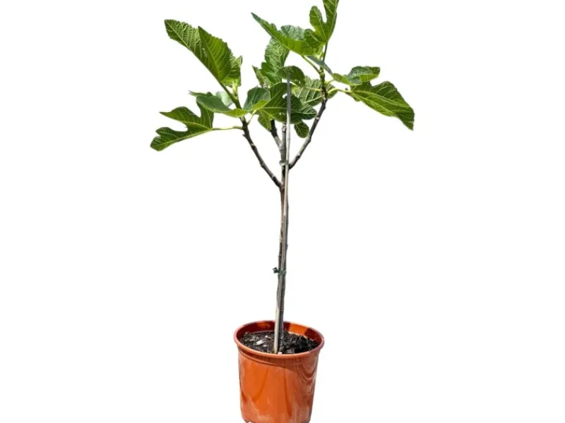 Töpfe<Sunny-Tree Feigenbaum Obstbaum Ficus Carica mit Süße Essbare Feige 100 cm Winterhart bis -18