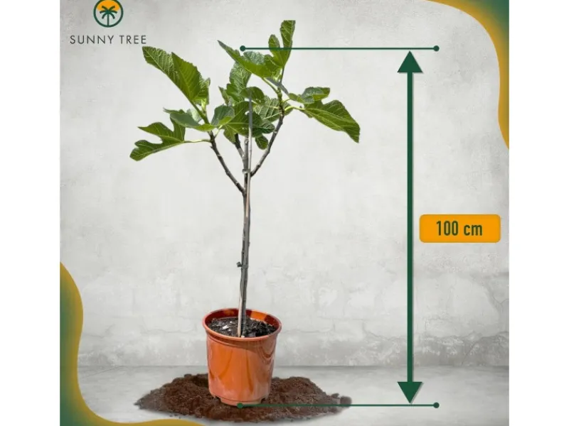 Töpfe<Sunny-Tree Feigenbaum Obstbaum Ficus Carica mit Süße Essbare Feige 100 cm Winterhart bis -18