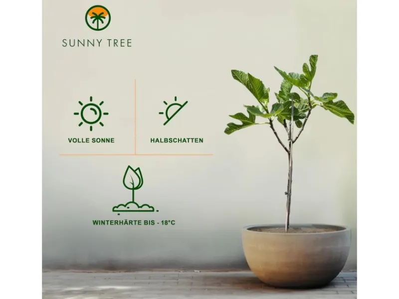 Töpfe<Sunny-Tree Feigenbaum Obstbaum Ficus Carica mit Süße Essbare Feige 100 cm Winterhart bis -18