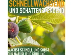Töpfe<Sunny-Tree Feigenbaum Obstbaum Ficus Carica mit Süße Essbare Feige 100 cm Winterhart bis -18