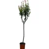 Clearance Sunny-Tree Granatapfelbaum  Winterharter Obstbaum Punica Granatum Höhe 160 Zentimeter