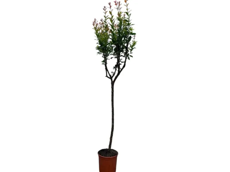 Clearance Sunny-Tree Granatapfelbaum Winterharter Obstbaum Punica Granatum Höhe 160 Zentimeter