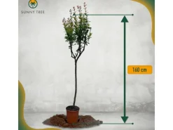 Clearance Sunny-Tree Granatapfelbaum  Winterharter Obstbaum Punica Granatum Höhe 160 Zentimeter