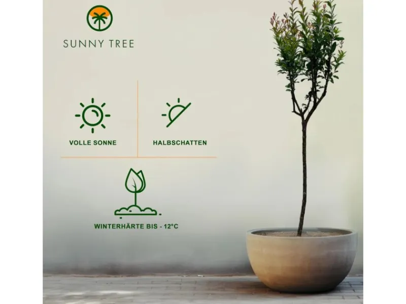 Clearance Sunny-Tree Granatapfelbaum Winterharter Obstbaum Punica Granatum Höhe 160 Zentimeter