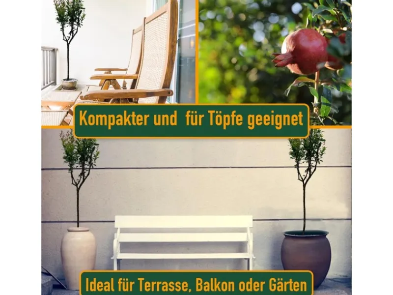 Clearance Sunny-Tree Granatapfelbaum Winterharter Obstbaum Punica Granatum Höhe 160 Zentimeter