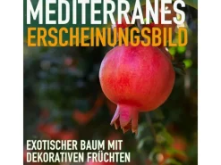 Clearance Sunny-Tree Granatapfelbaum Winterharter Obstbaum Punica Granatum Höhe 160 Zentimeter