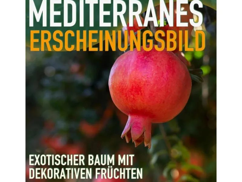 Clearance Sunny-Tree Granatapfelbaum Winterharter Obstbaum Punica Granatum Höhe 160 Zentimeter