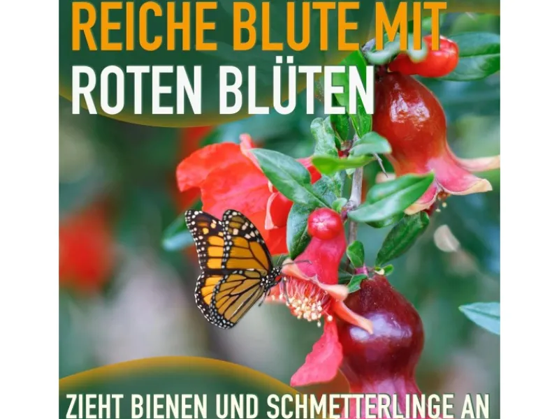 Clearance Sunny-Tree Granatapfelbaum Winterharter Obstbaum Punica Granatum Höhe 160 Zentimeter