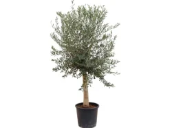 Töpfe<Sunny-Tree Hochstämmiger Olivenbaum 170 Zentimeter Hoch Olea Europea 25 Jahre Alt Winterhart Bis -18° - Fruchtbildend Obstbaum