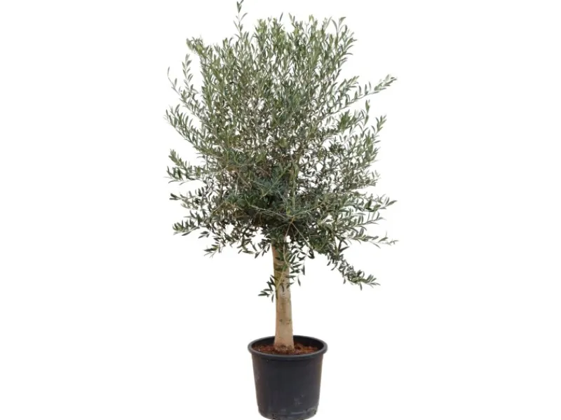 Töpfe<Sunny-Tree Hochstämmiger Olivenbaum 170 Zentimeter Hoch Olea Europea 25 Jahre Alt Winterhart Bis -18° - Fruchtbildend Obstbaum
