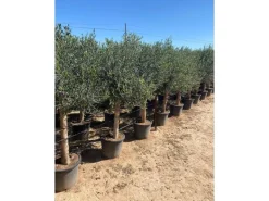Töpfe<Sunny-Tree  Hochstämmiger Olivenbaum 170 Zentimeter Hoch Olea Europea 25 Jahre Alt Winterhart Bis -18° - Fruchtbildend Obstbaum