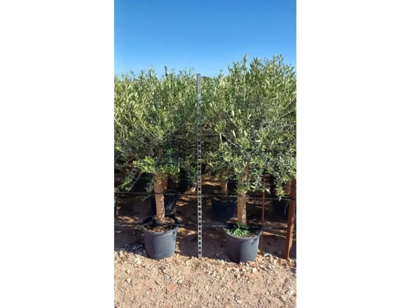 Töpfe<Sunny-Tree Hochstämmiger Olivenbaum 170 Zentimeter Hoch Olea Europea 25 Jahre Alt Winterhart Bis -18° - Fruchtbildend Obstbaum