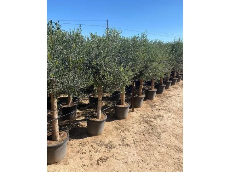 Töpfe<Sunny-Tree Hochstämmiger Olivenbaum 170 Zentimeter Hoch Olea Europea 25 Jahre Alt Winterhart Bis -18° - Fruchtbildend Obstbaum