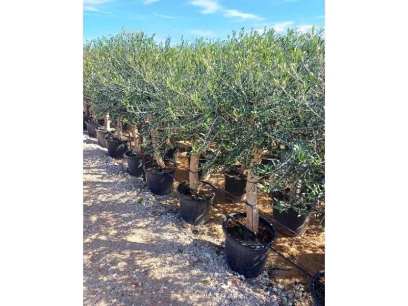 Töpfe<Sunny-Tree Hochstämmiger Olivenbaum 170 Zentimeter Hoch Olea Europea 25 Jahre Alt Winterhart Bis -18° - Fruchtbildend Obstbaum