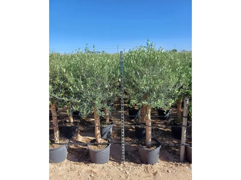 Töpfe<Sunny-Tree Hochstämmiger Olivenbaum 170 Zentimeter Hoch Olea Europea 25 Jahre Alt Winterhart Bis -18° - Fruchtbildend Obstbaum