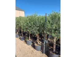 Töpfe<Sunny-Tree Hochstämmiger Olivenbaum 170 Zentimeter Hoch Olea Europea 25 Jahre Alt Winterhart Bis -18° - Fruchtbildend Obstbaum