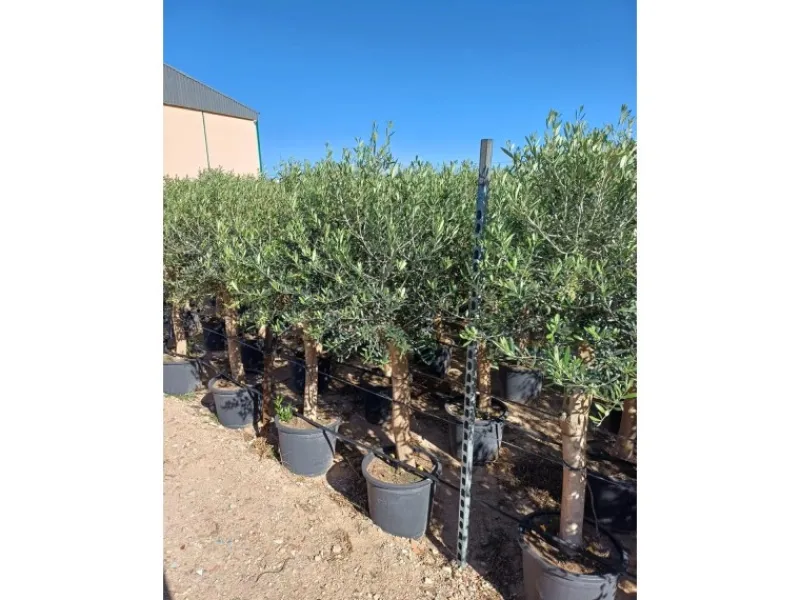Töpfe<Sunny-Tree Hochstämmiger Olivenbaum 170 Zentimeter Hoch Olea Europea 25 Jahre Alt Winterhart Bis -18° - Fruchtbildend Obstbaum