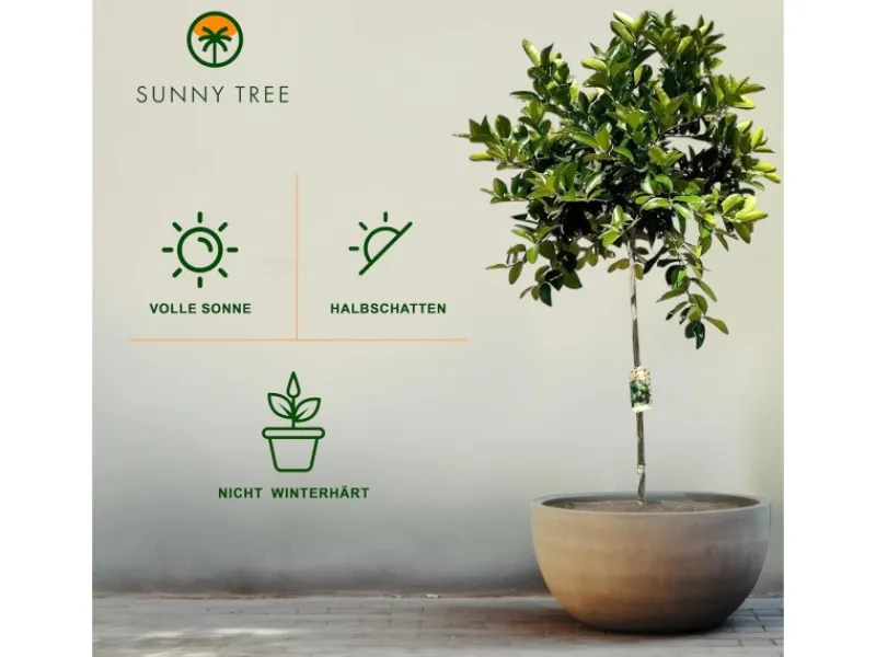 Hot Sunny-Tree Limettenbaum Große 160 Zentimeter Citrus Aurantifolia Obstbaum Fruchtbildend 8 Jähriger Limettenbaum