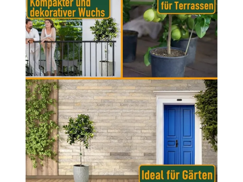 Hot Sunny-Tree Limettenbaum Große 160 Zentimeter Citrus Aurantifolia Obstbaum Fruchtbildend 8 Jähriger Limettenbaum