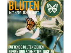 Hot Sunny-Tree Limettenbaum Große 160 Zentimeter Citrus Aurantifolia Obstbaum Fruchtbildend 8 Jähriger Limettenbaum