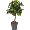 Töpfe<Sunny-Tree Limettenbaum Große 90 Zentimeter Citrus Aurantifolia Obstbaum Fruchtbildend 3 Jähriger Limettenbaum